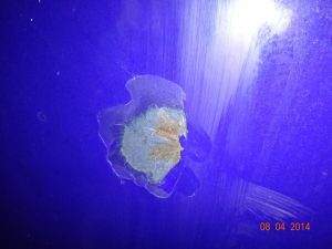 Sbornik Jemalirovannyj Objom 16 Mkub 8