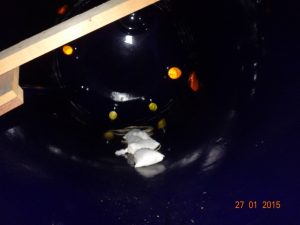 Sbornik Jemalirovannyj Pfaudler Objom 6 880 Litrov 4